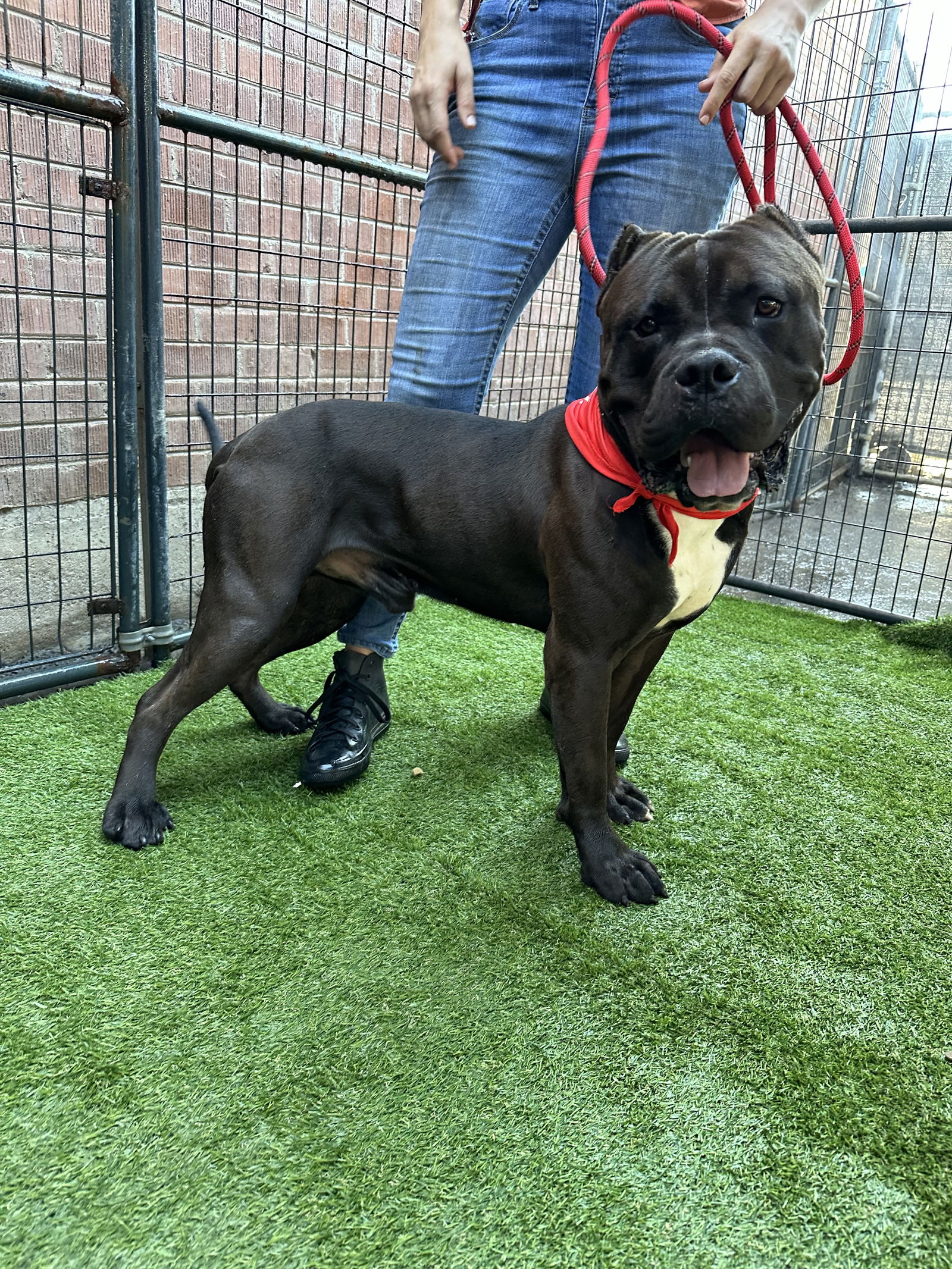 adoptable Dog in Goodyear, AZ named Beemer