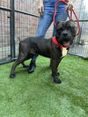 adoptable Dog in , AZ named Beemer