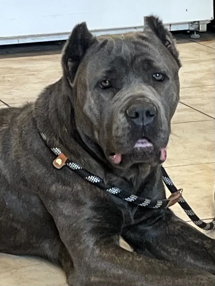 Hannah - Cane Corso Mastiff