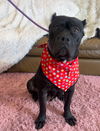 Keisha   ADOPTED
