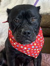 Keisha   ADOPTED