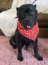 Keisha   ADOPTED