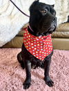 Keisha   ADOPTED