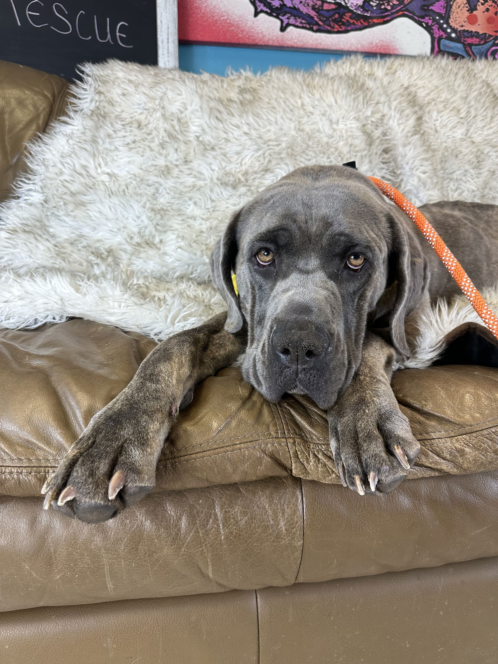 adoptable Dog in Goodyear, AZ named Molly