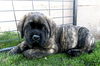 Atlas adoption pending