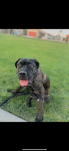 adoptable Dog in Goodyear, AZ named Trip