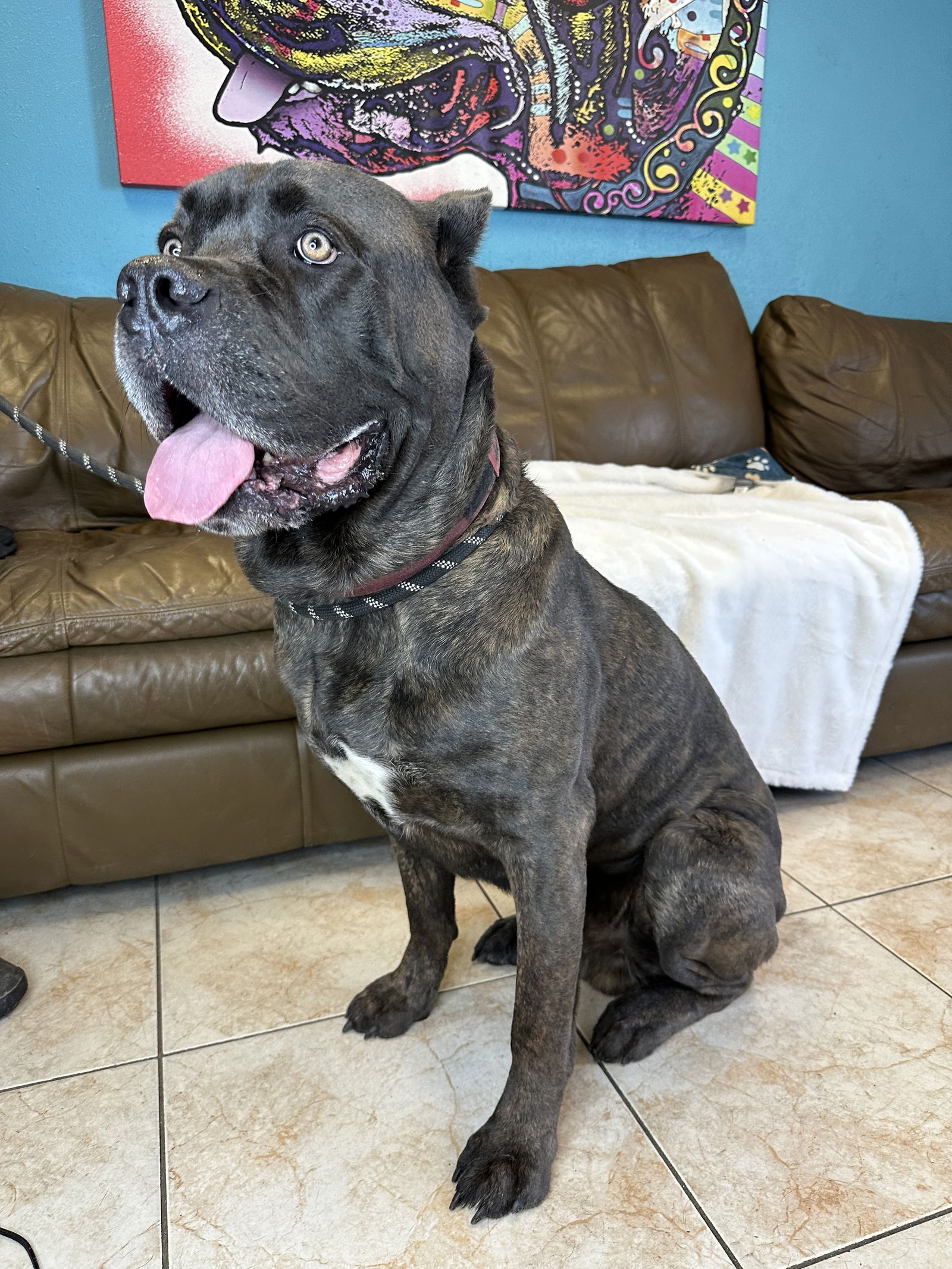 adoptable Dog in Goodyear, AZ named Zeek