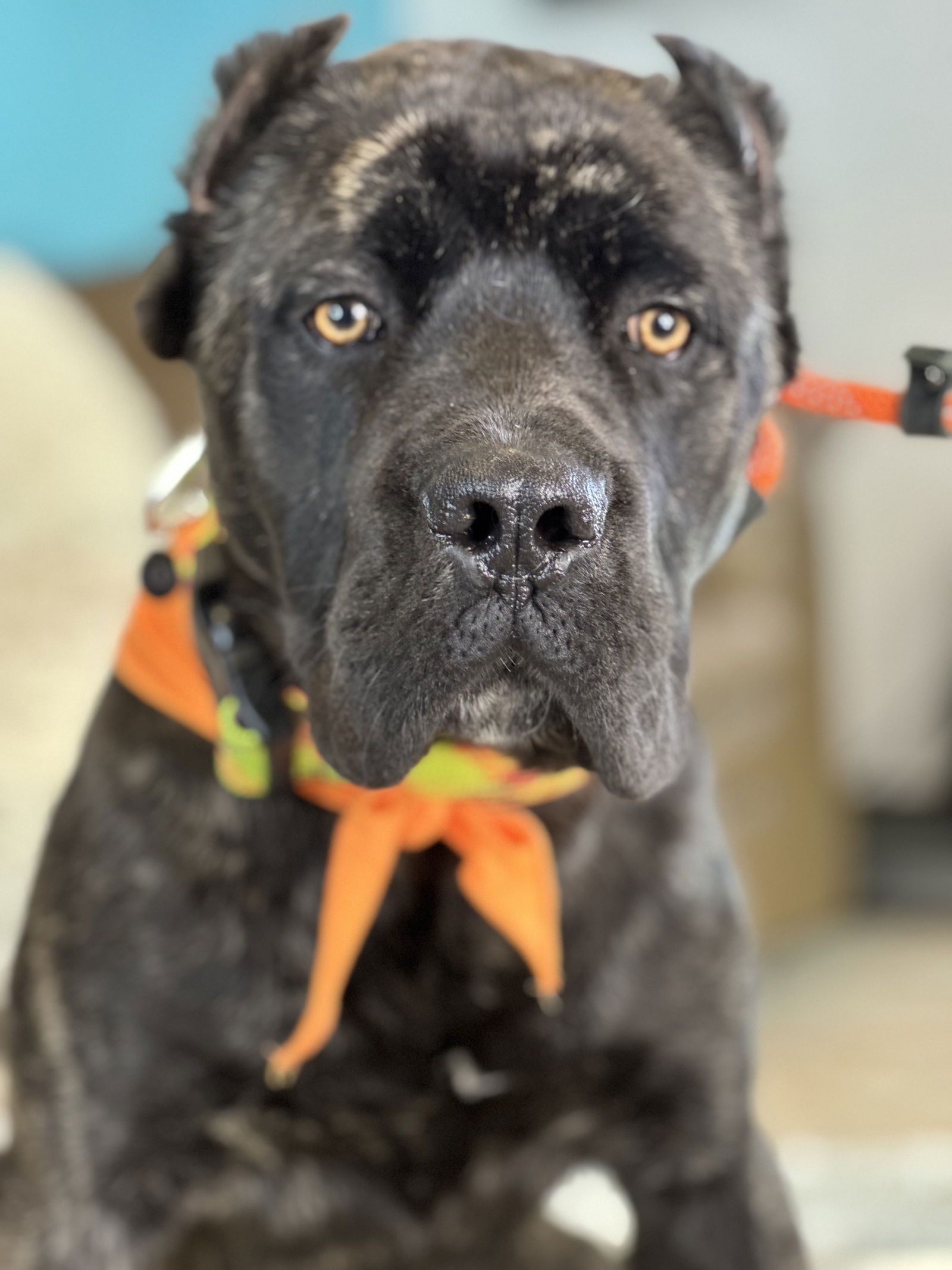 adoptable Dog in Goodyear, AZ named Martin