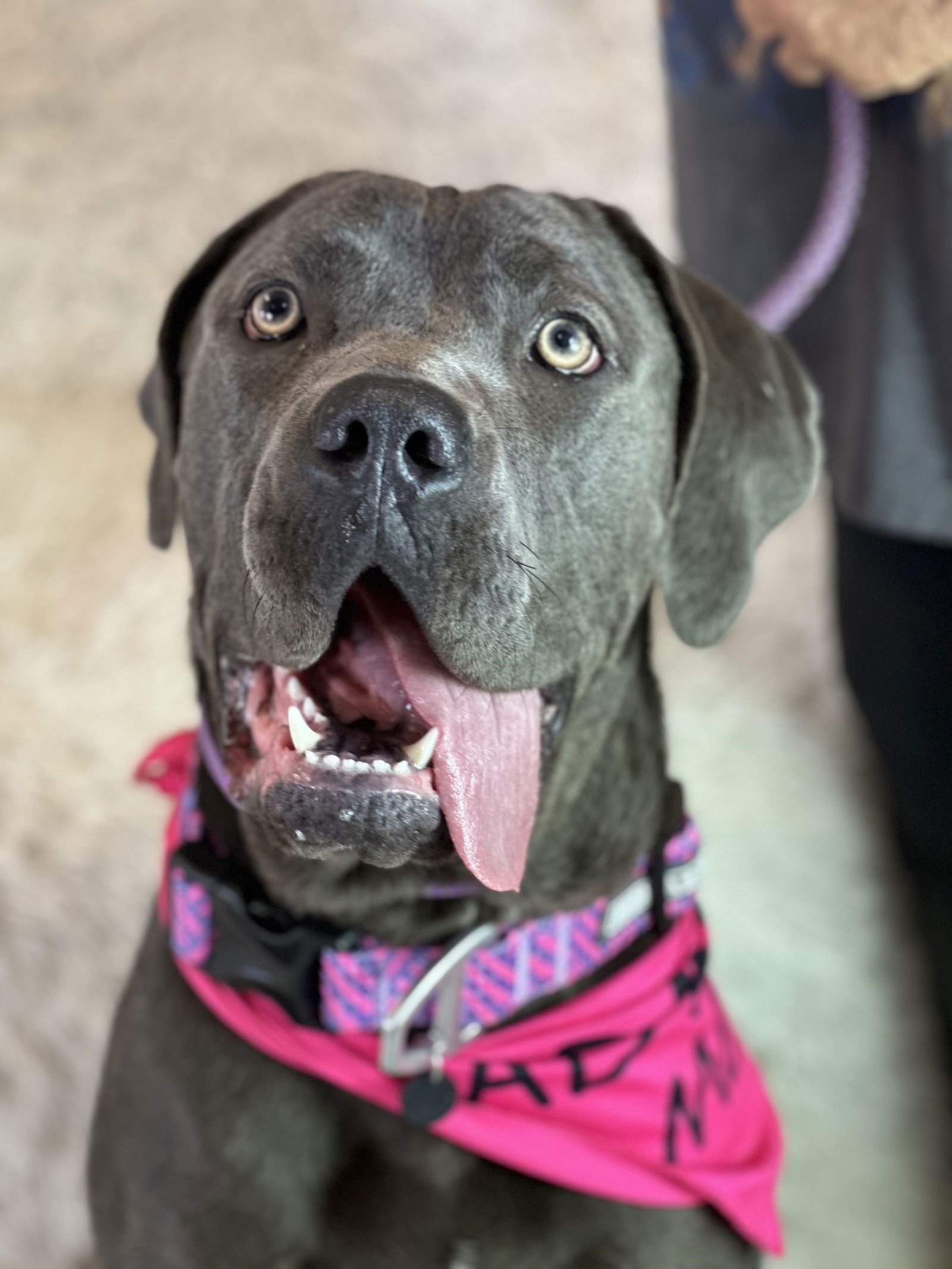 adoptable Dog in Goodyear, AZ named Madi