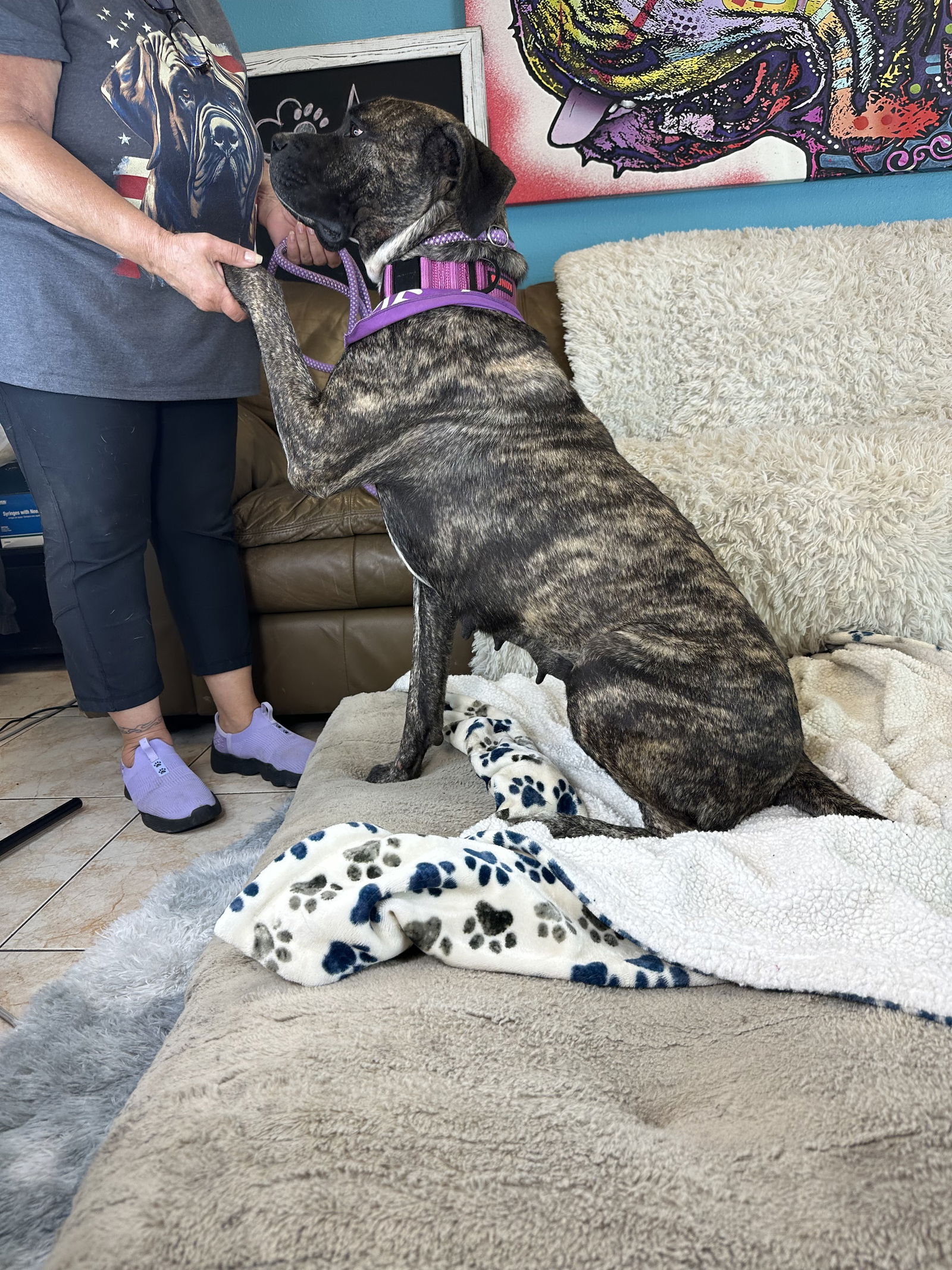 adoptable Dog in Goodyear, AZ named Ladybug