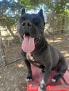 Lucy