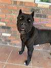 Lucy