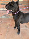 Lucy