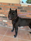 Lucy