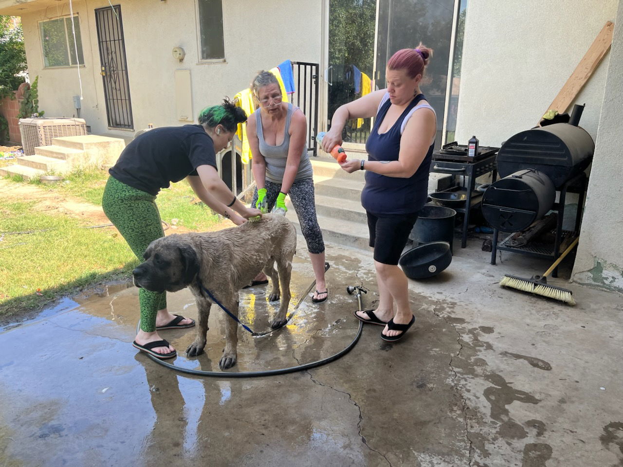 adoptable Dog in Goodyear, AZ named Jake