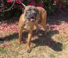 Bodie