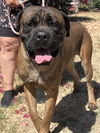 Bodie