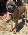 Bodie
