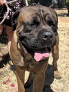 Bodie