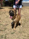 Mudge