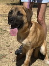 Mudge