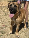 Mudge