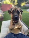 Mudge