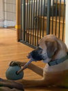 Mudge