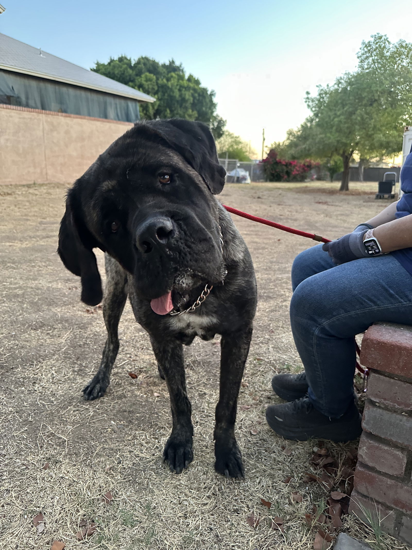 adoptable Dog in Goodyear, AZ named Bella  ADOPTION PENDING