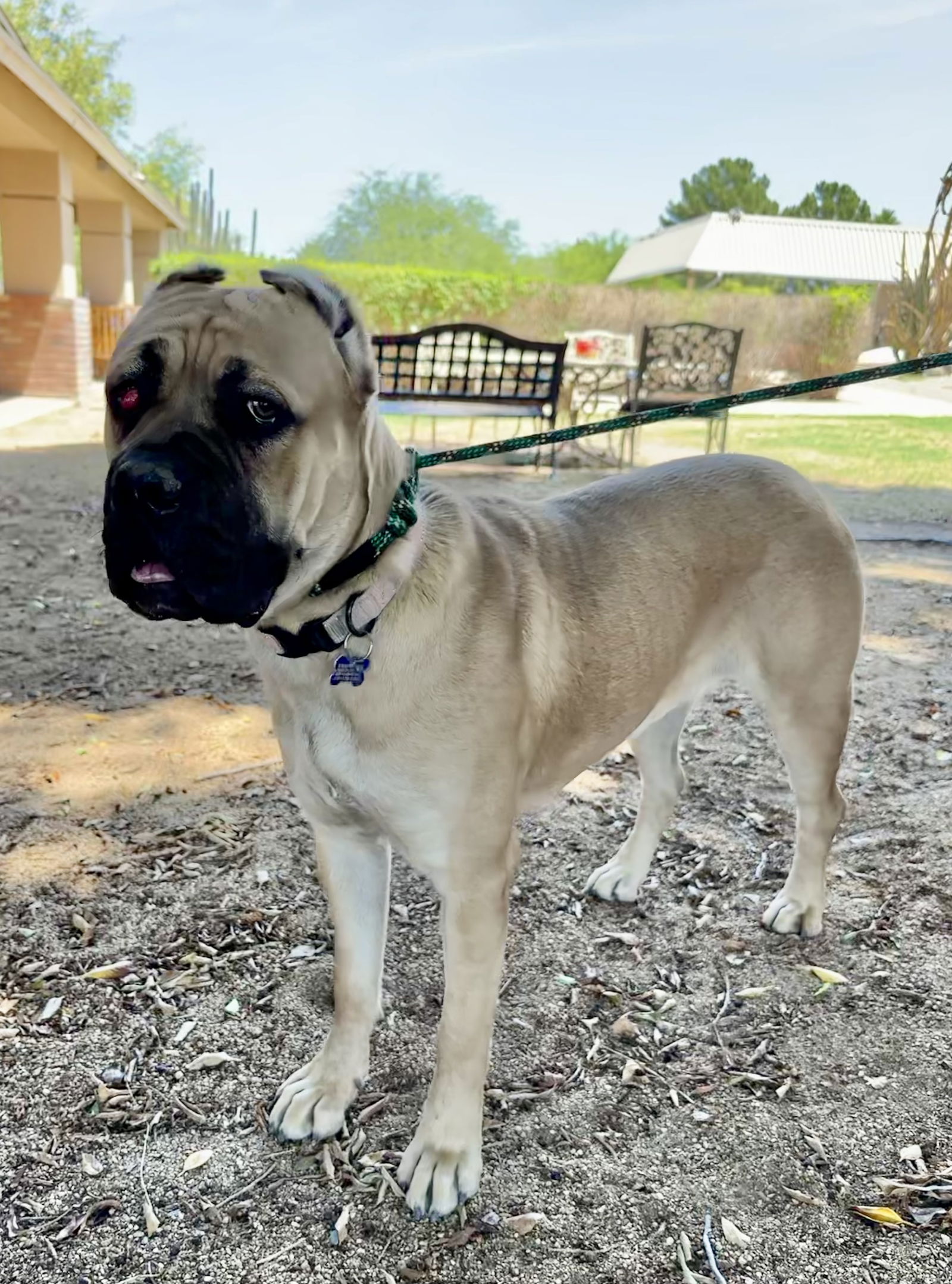 adoptable Dog in Goodyear, AZ named Thora Jo