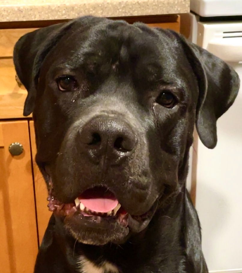 adoptable Dog in Goodyear, AZ named Rune