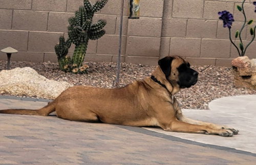 Sarge