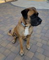 Sarge