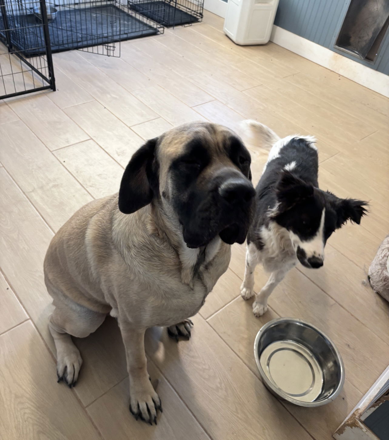 adoptable Dog in Goodyear, AZ named Lady