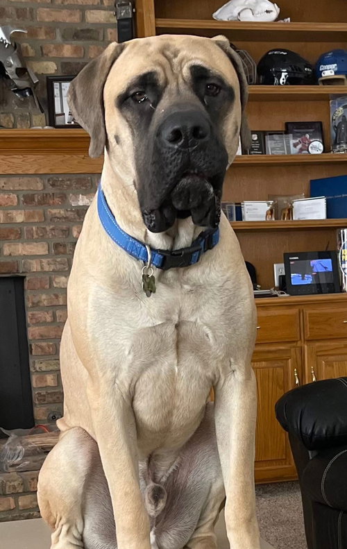 Jobu - ADOPTION PENDING
