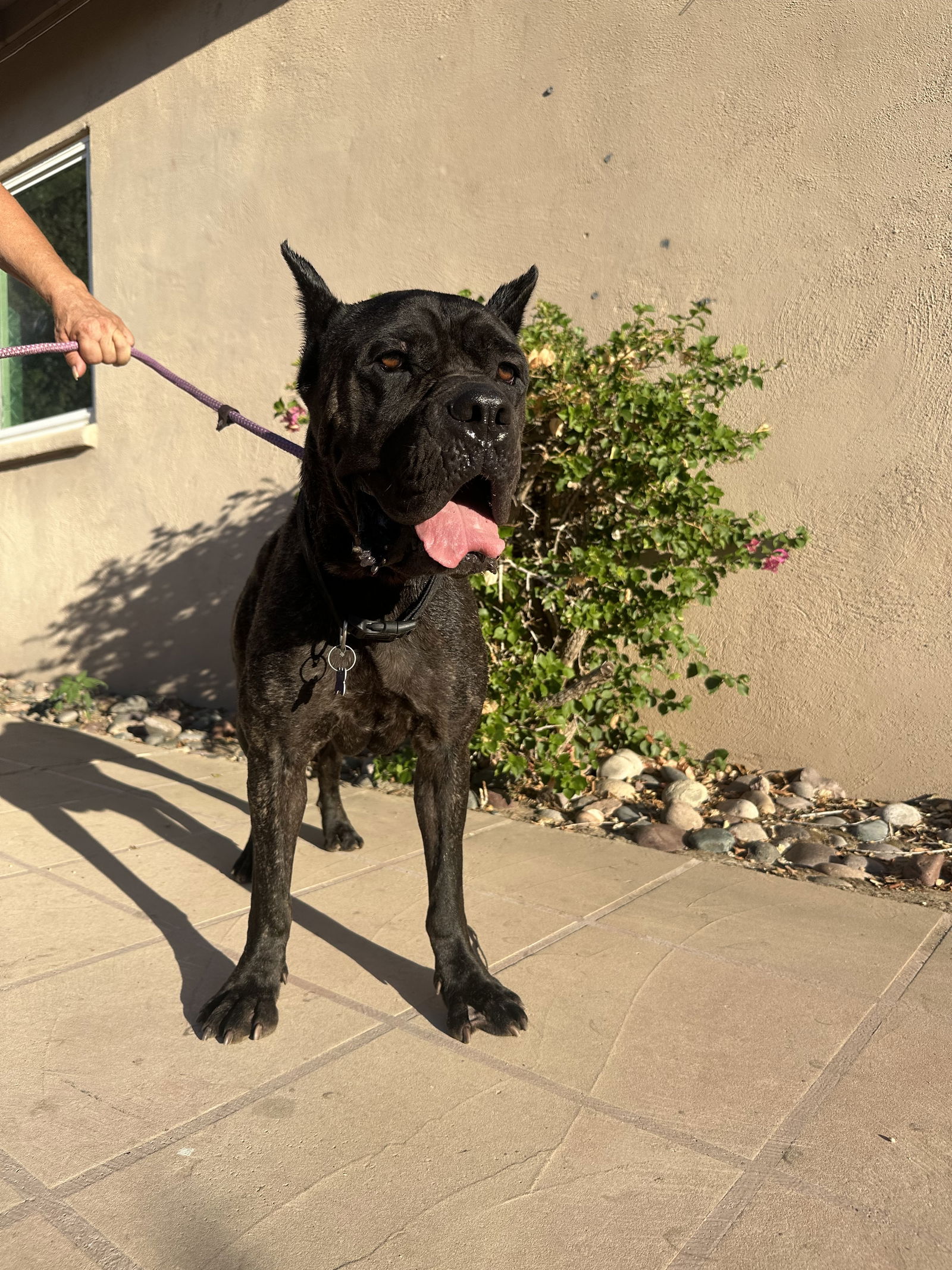 adoptable Dog in Goodyear, AZ named Monet