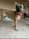 adoptable Dog in  named Becky