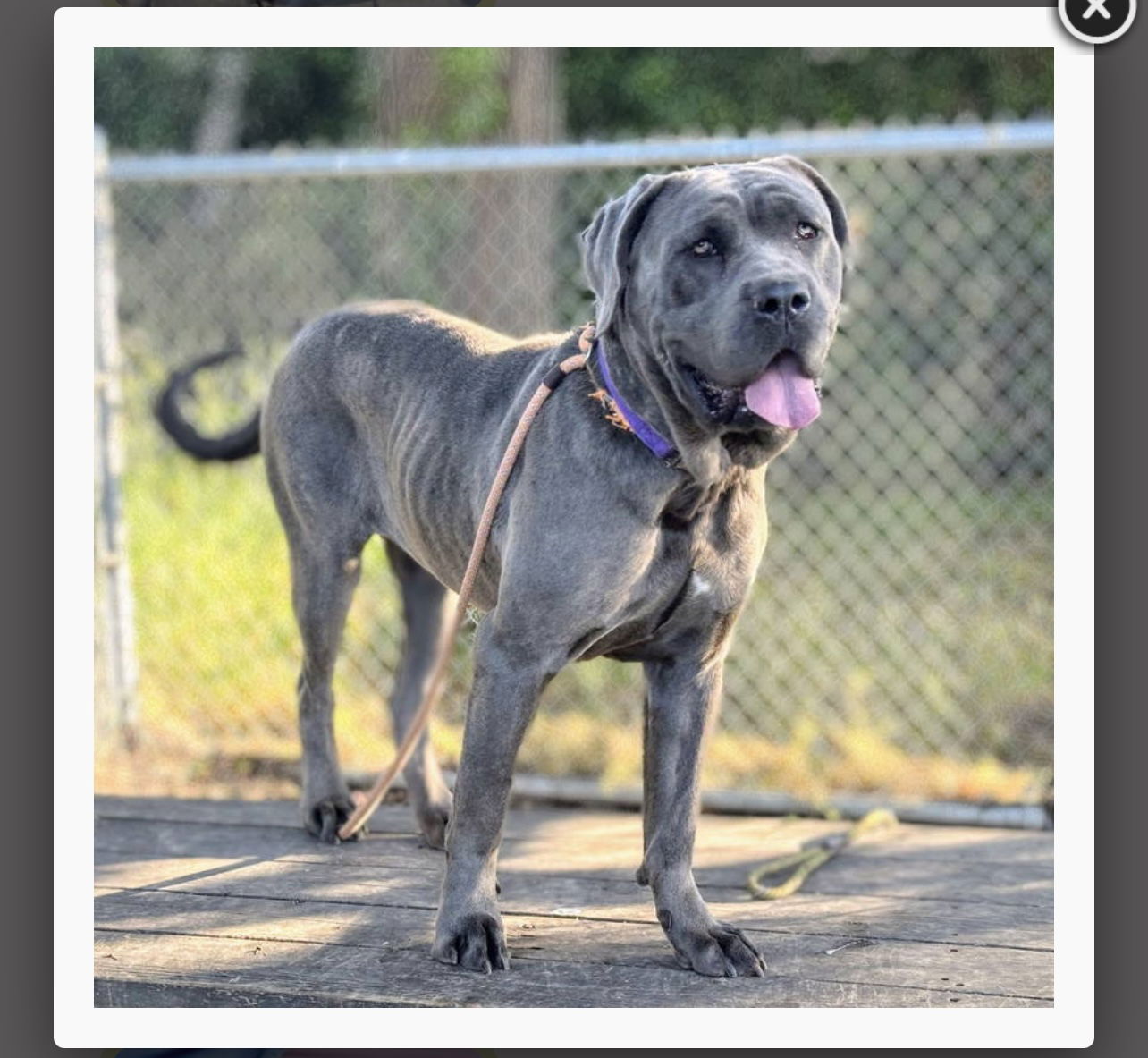 adoptable Dog in Goodyear, AZ named Bologna