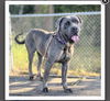 adoptable Dog in  named Bologna