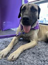 adoptable Dog in , AZ named Karma