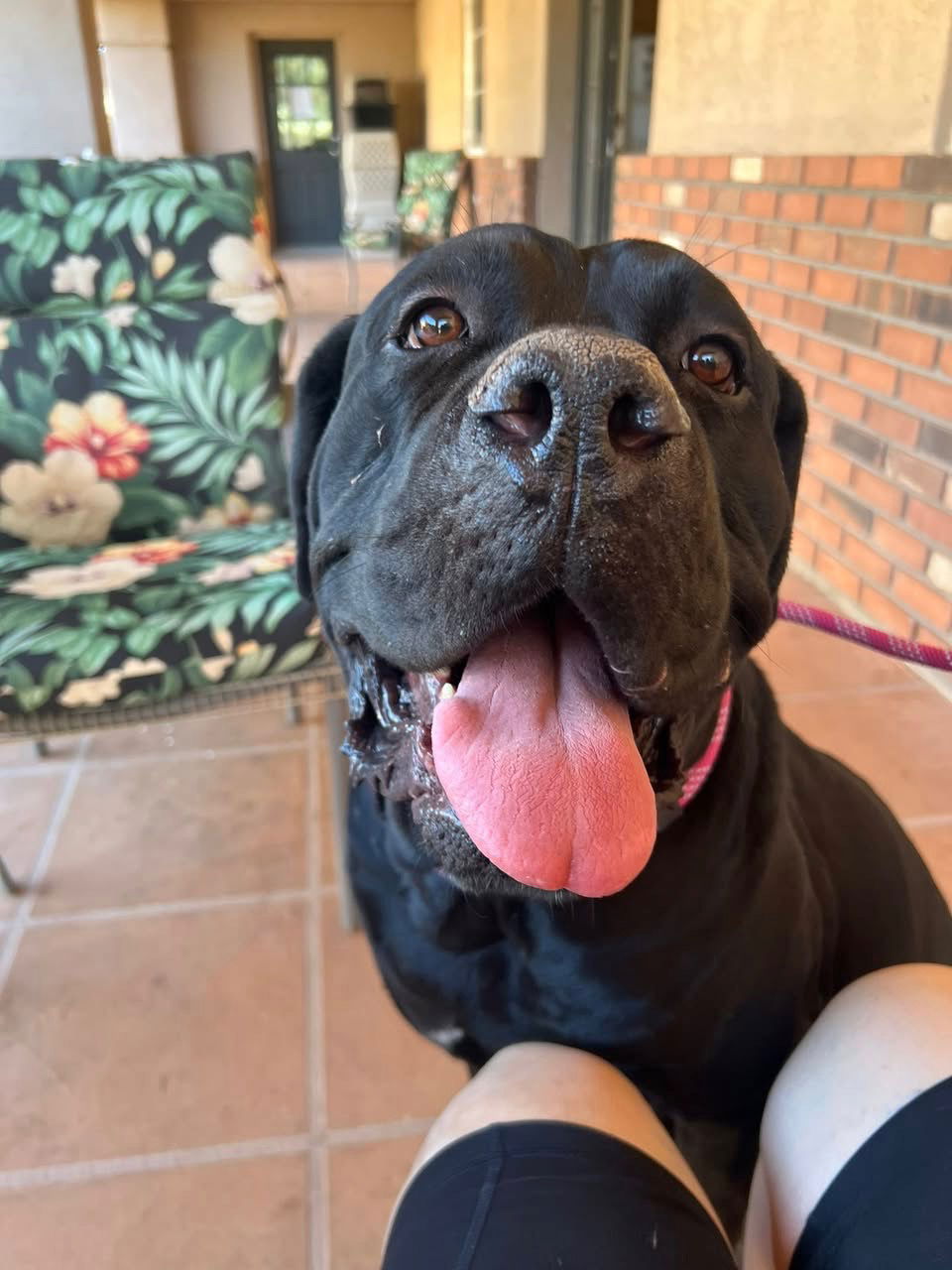 adoptable Dog in Goodyear, AZ named Mr Bobo