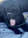 Mr Bobo