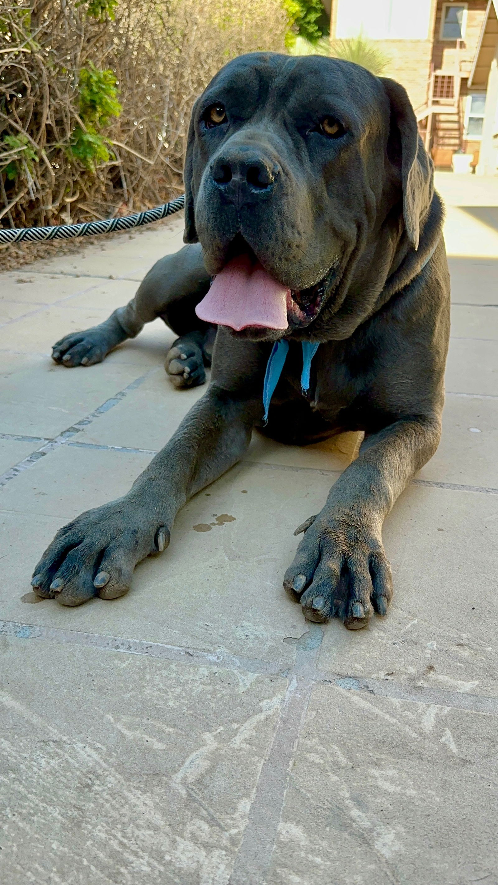 adoptable Dog in Goodyear, AZ named Ernie
