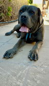 adoptable Dog in , AZ named Ernie