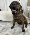 Chimichanga - Adopted