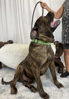 Chimichanga - Adopted