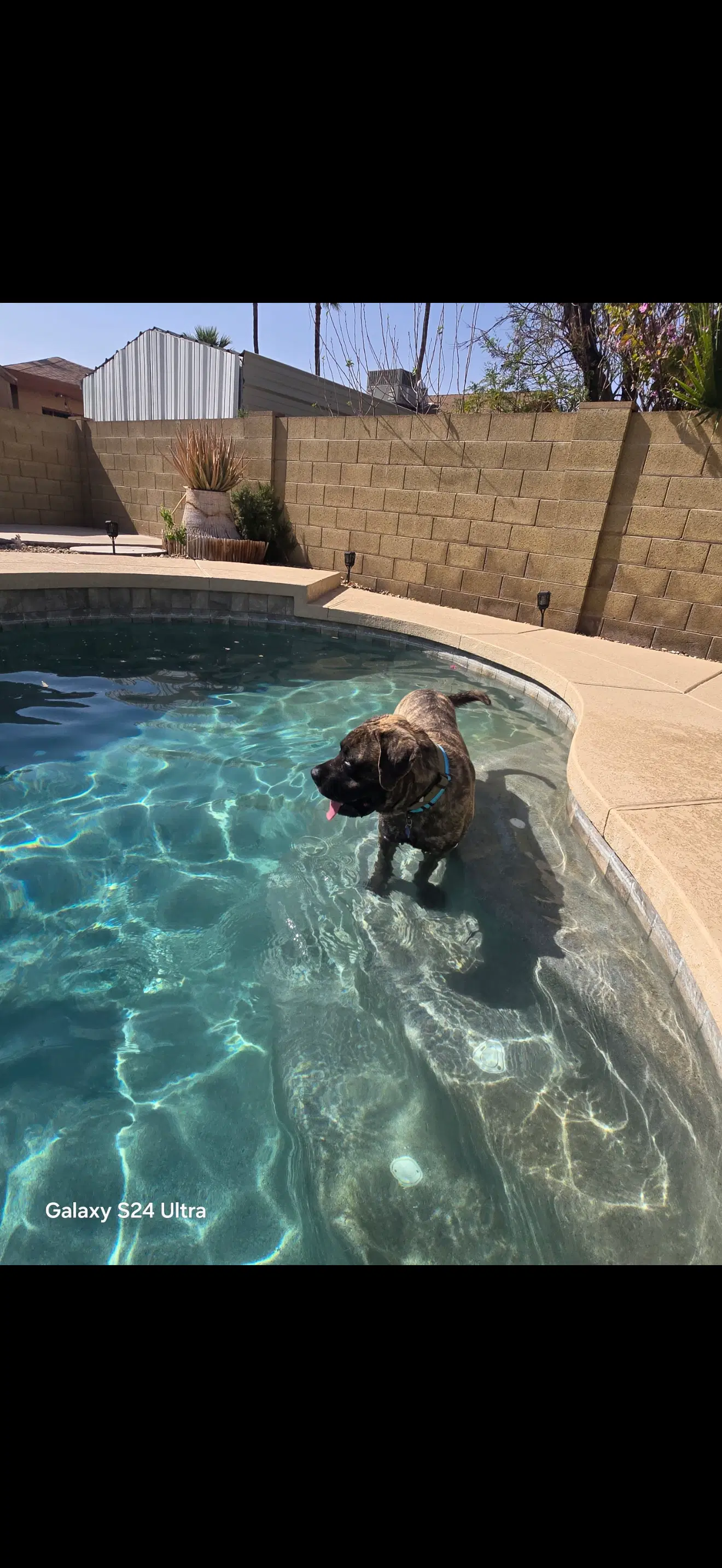 Earp - I Was Adopted - Mastiff
