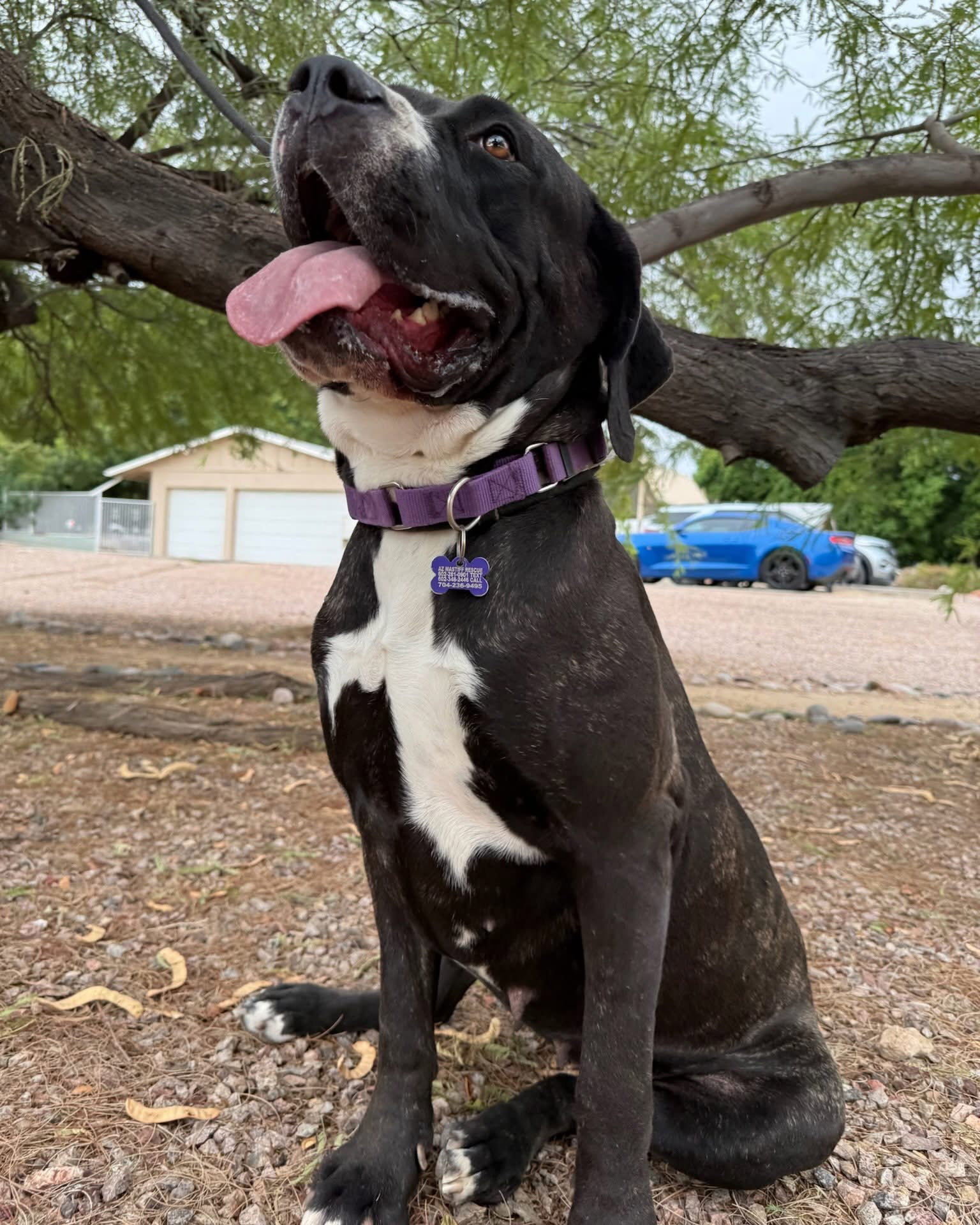 Bea