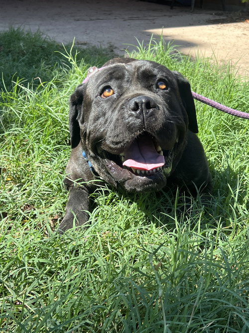 BROOKLYN - ADOPTED