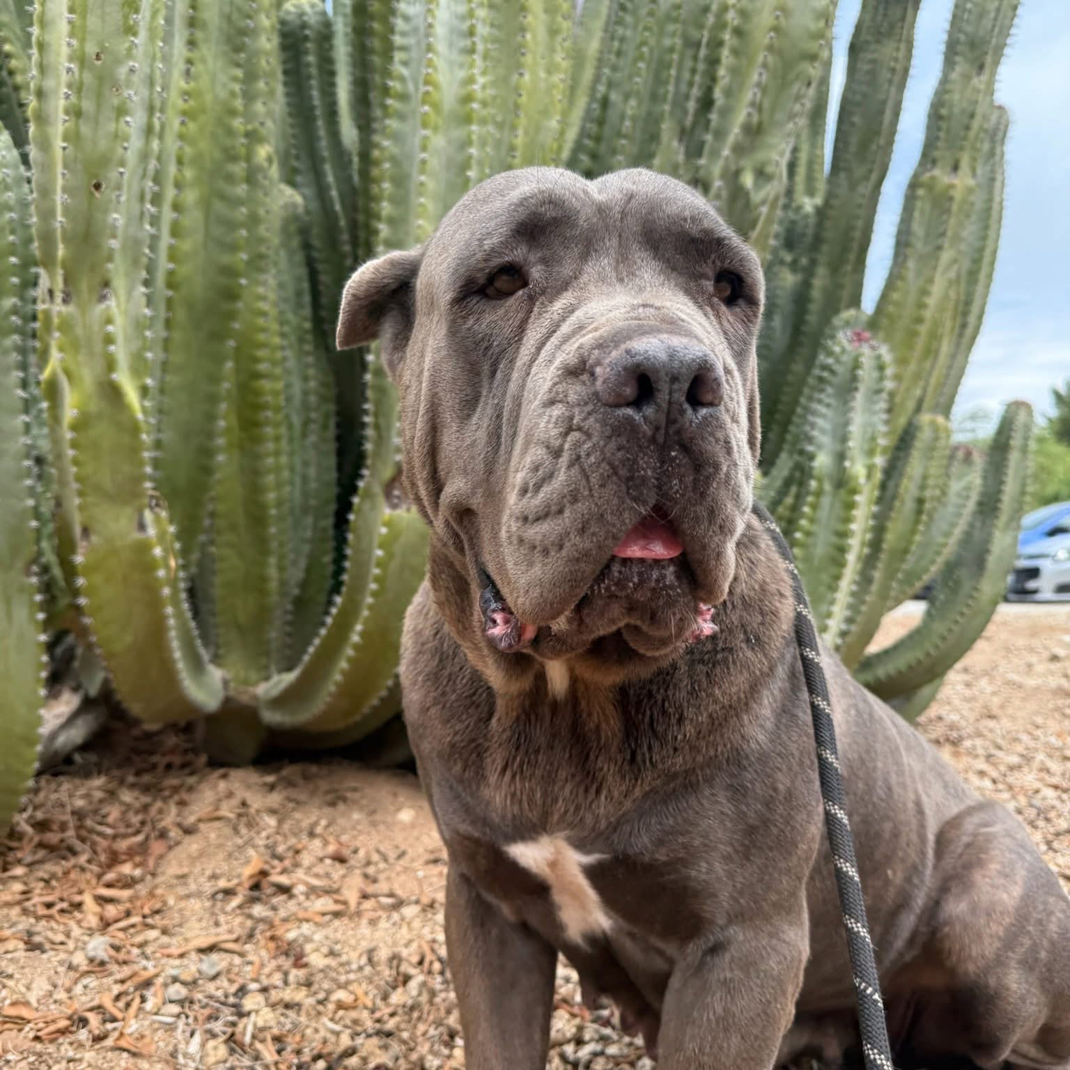 Roxy - Adopted Image